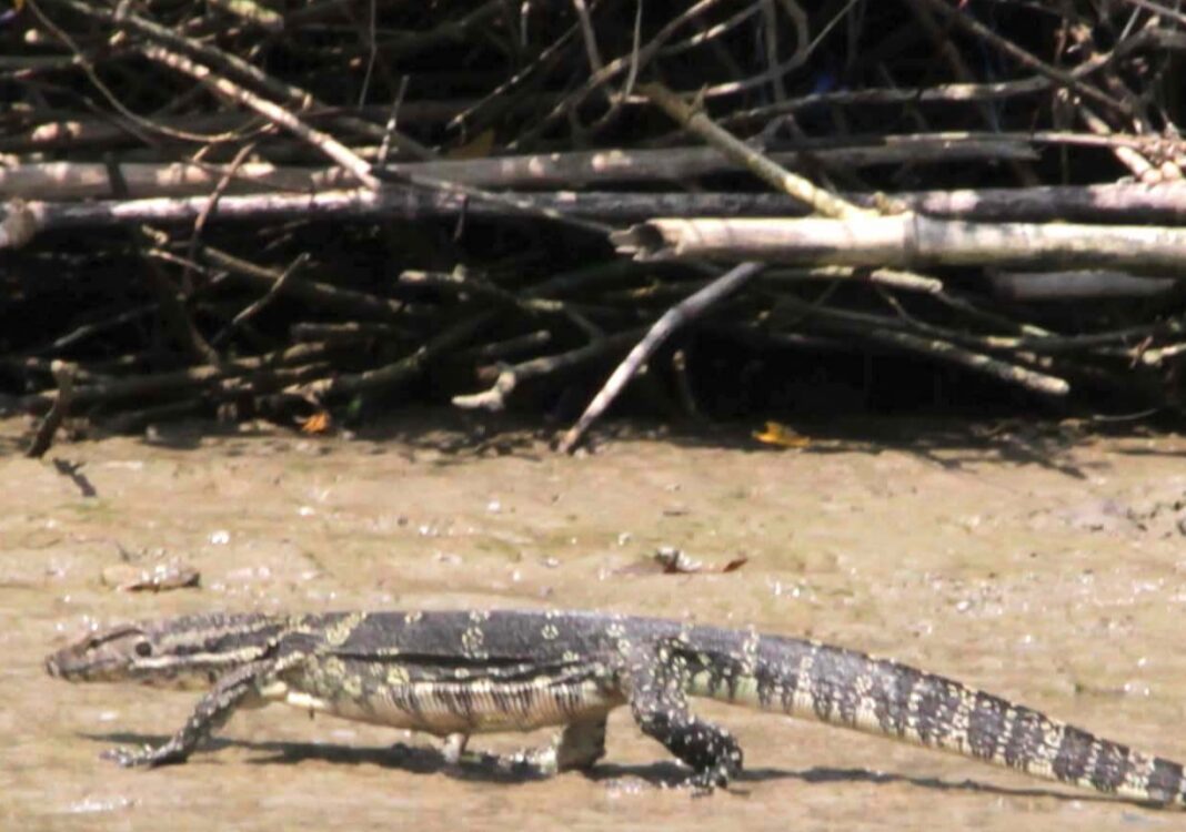 Biawak muntahkan potongan kaki - lintas priangan
