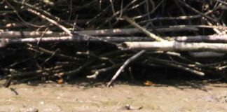 Geger! Biawak Muntahkan Potongan Kaki Diduga Milik Bayi di Purwakarta Biawak muntahkan potongan kaki - lintas priangan