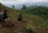 Lahan Kritis Priangan Timur, Dipulihkan atau Sekadar Ditanami? lahan kritis Priangan Timur