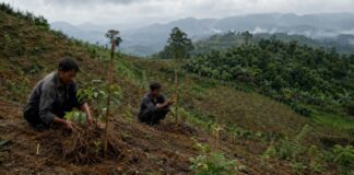 Lahan Kritis Priangan Timur, Dipulihkan atau Sekadar Ditanami? lahan kritis Priangan Timur