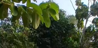 Warga Ciaren Ditemukan Meninggal di Samping Warungnya Warga ciaren ditemukan meninggal - lintas priangan