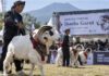 Domba Garut Dikembangkan Jadi Penggerak Ekonomi, 631 Ternak Ikuti Dua Kompetisi Domba Garut