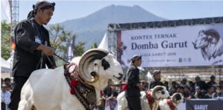 Domba Garut Dikembangkan Jadi Penggerak Ekonomi, 631 Ternak Ikuti Dua Kompetisi Domba Garut