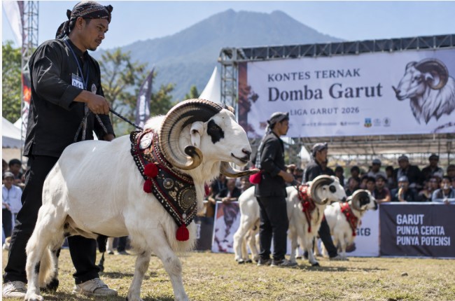 Domba Garut