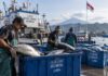 Hari Maritim Nasional 2026, Ekspor Perikanan Semester I Tembus Rp52,6 Triliun Hari Maritim Nasional 2026