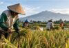 Hari Tani Nasional 2026, NTP Petani Agustus Naik 1,05 Persen Hari Tani Nasional
