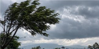 Angin Kencang Jawa Barat Berpotensi Terjadi 5–6 September, BMKG Ingatkan Pohon Tumbang angin kencang Jawa Barat
