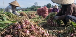 Enam Kecamatan Jadi Sentra Bawang Merah Cirebon, Produksi Turun Jadi 32.094 Ton bawang merah Cirebon