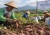 Demplot Ubi Jalar Kuningan Naikkan Panen dari 3,5 Ton Jadi 6,3 Ton per 100 Bata demplot ubi jalar