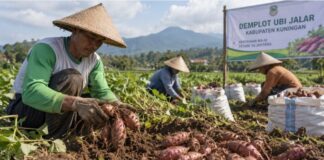 Demplot Ubi Jalar Kuningan Naikkan Panen dari 3,5 Ton Jadi 6,3 Ton per 100 Bata demplot ubi jalar