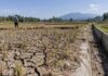 Kekeringan Sawah Tasikmalaya Capai 878,99 Hektare, 15 Irigasi Kehabisan Air kekeringan sawah Tasikmalaya