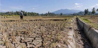 Kekeringan Sawah Tasikmalaya Capai 878,99 Hektare, 15 Irigasi Kehabisan Air kekeringan sawah Tasikmalaya