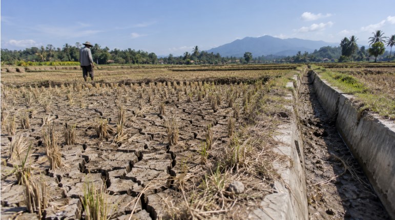 kekeringan sawah Tasikmalaya