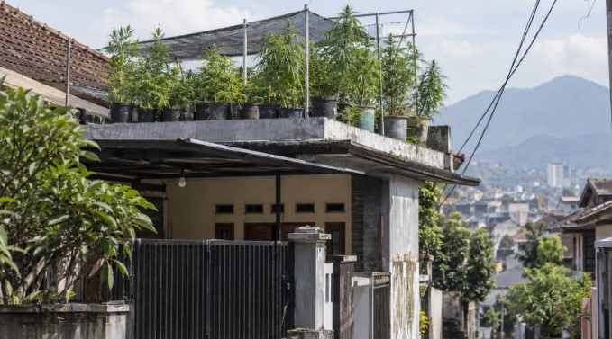 Penanaman Ganja di Bandung