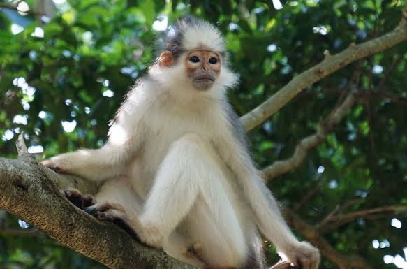 Anak surili Gunung Ciremai - Berita Kuningan