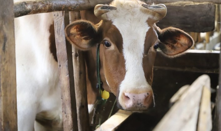 Usaha Sapi Perah Garut - Berita Garut